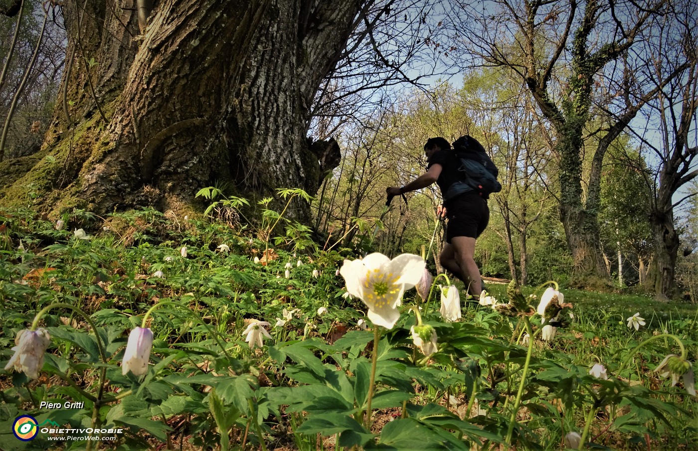 21 Anemone nemorosa (Anemonoides nemorosa) nel sottobosco del castagneto.JPG